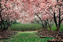 Audición de Primavera