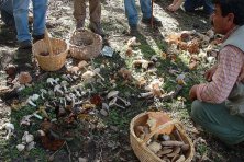 Jornadas Micológicas