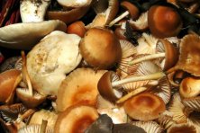 XV Jornadas Micológicas de Constantina 