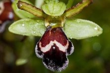 IV Jornadas “El Mundo de las Orquídeas” 