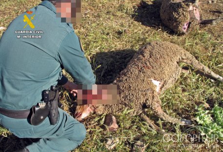 Investigan a un vecino de Azuaga por la muerte de varias ovejas